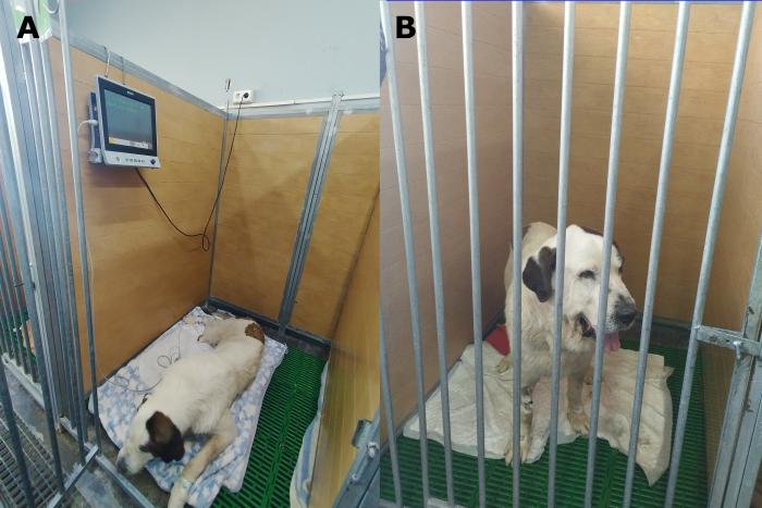 Figura 6. Recuperación anestésica del paciente tras el tercer procedimiento anestésico. (A) Monitorización hemodinámica con electrocardiograma y oscilometría posanestésica. (B) Paciente recuperado, previo al alta.