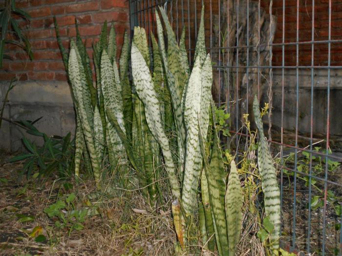 Figura 7. Sansevieria sp., “lengua de suegra”.