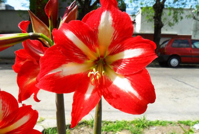 Figura 1. Ejemplar de Hippeastrum sp., “amarilis”.