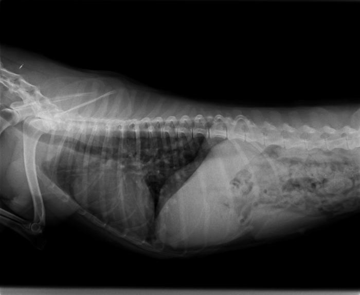 Figura 2A-B. Radiografías de tórax en ambas proyecciones (A) LL y (B) DV antes del tratamiento, realizadas en la Clínica Veterinaria Silvican.