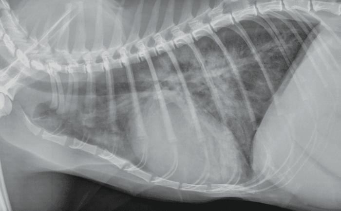 Figura 1. Radiografía torácica de un gato disneico con cardiomegalia global e infiltrados pulmonares compatibles con edema pulmonar.