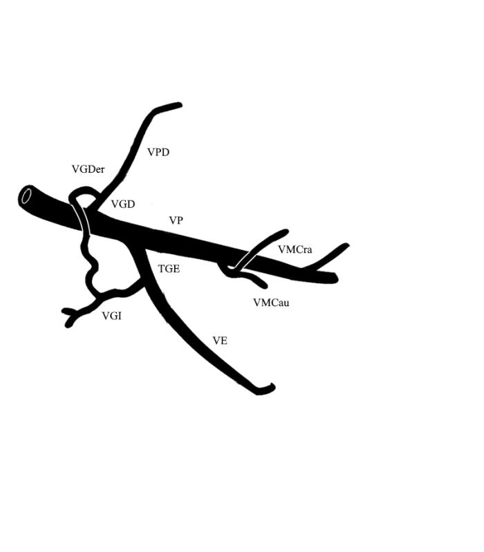 Figura 1. Vena porta extrahepática en caninos. VP:  tronco principal de la vena porta. TGE: tronco gastroesplénico. VE: vena esplénica. VGI: vena gástrica izquierda. VGD: vena gastroduodenal. VGDer: vena gástrica derecha. VPD: vena pancreático duodenal. VMcra: vena mesentérica craneal. VMCau: vena mesentérica caudal.  Autor:  Robert N. White (ver ref.)15.  