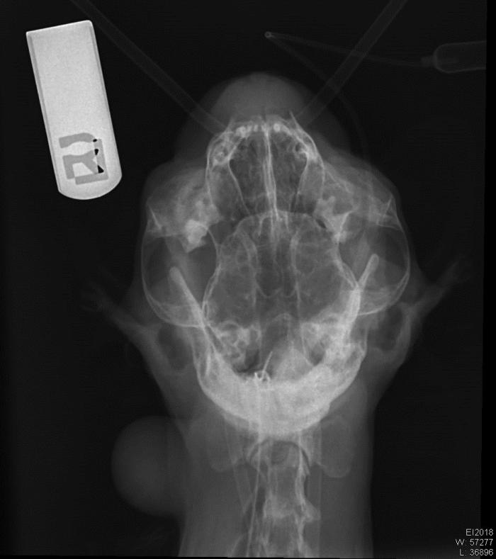 Figura 10. Radiografía VD boca abierta, incidiendo el rayo en la zona del paladar para visualizar los senos nasales y estructuras óseas. En este caso se observa el vómer intacto con radioopacidad en ambos senos nasales (posible fluido o secreción).