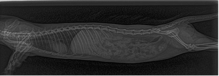 Figura 2. Estudio radiográfico laterolateral derecho de hurón con urolitiasis de forma secundaria a dieta incorrecta, sospechoso de insulinoma.