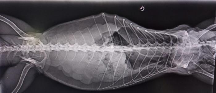 Figura 6. Radiografía de una Iguana verde con estasis folicular avanzada.