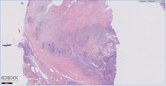 Figura 1. Corte histopatológico donde se evidencia el infiltrado eosinofílico (imagen cedida por Idexx Laboratories).