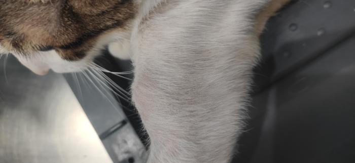Figura 4. (A) Mastocitoma con atipias citológicas significativas en un gato Común europeo. (B) Evolución de la lesión 3 semanas después del tratamiento con toceranib fosfato y una sesión de electroquimioterapia.