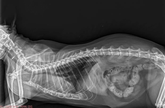 Figura 3. Radiografía lateral de tórax donde se observa una recidiva del timoma, con un aumento de opacidad en el mediastino craneal acompañado de una elevación dorsal de la tráquea y pérdida del borde craneal de la silueta cardíaca.