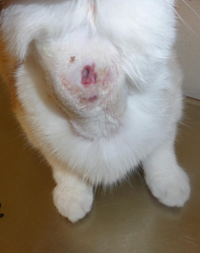 Figura 2. Nódulo localizado en zona ventral del cuello de un gato. Absceso.