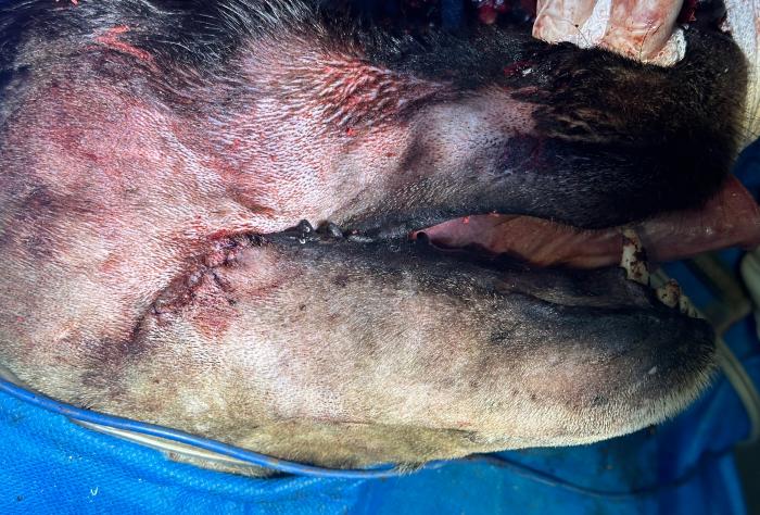 Figura 10. Cierre del tejido bando labial finalizado.