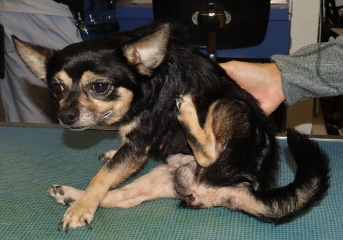 Figura 1A-B. Perro que padece dermatitis por hipersensibilidad a la picadura de pulgas. Se observan lesiones alopécicas, eritematosas y excoriaciones en la región dorsolumbar. Aunque puede estar justificado un tratamiento antipruriginoso, es imprescindible un tratamiento etiológico (control de la infestación parasitaria para reducir el número de picaduras).