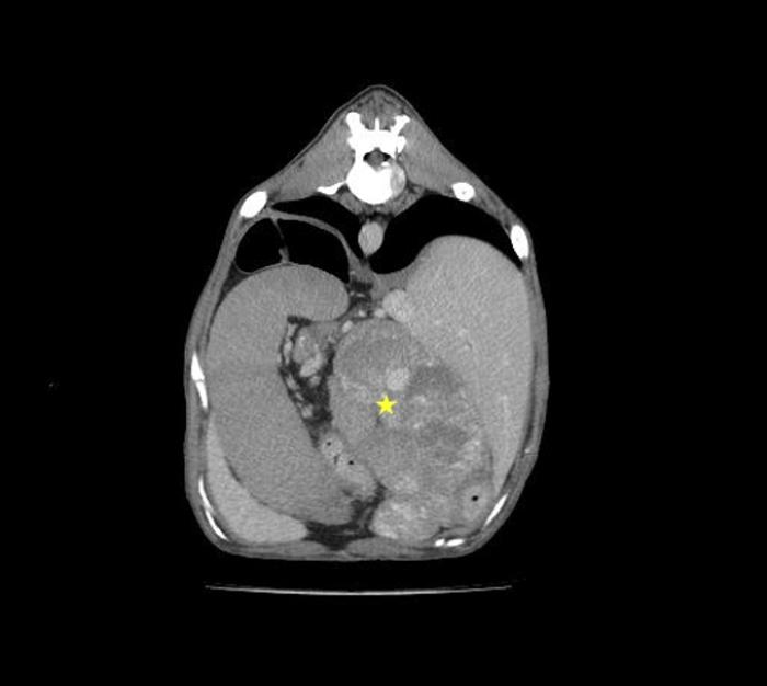 Figura 3. Imagen de tomografía computarizada poscontraste en plano axial de abdomen donde se identifica una masa/granuloma (estrella amarilla) en abdomen craneal, entre el hígado (derecha) y el bazo (izquierda).