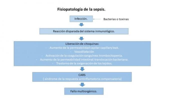 Figura 1. Fisiopatología de la sepsis. Blog Virginia, enfermera en UCI y Anestesia. SIRS, síndrome de respuesta inflamatoria sistémica (2 de junio de 2020). 