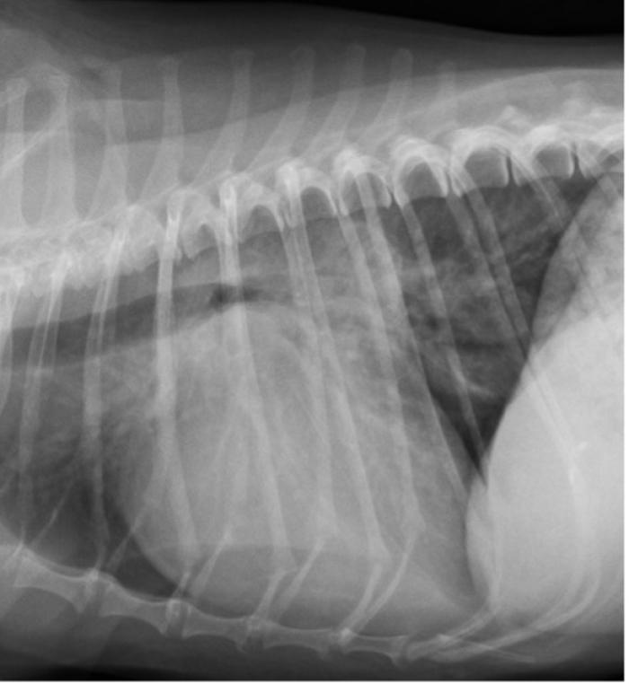 Figura 4. Proyección radiográfica lateral derecha de tórax donde se observa la progresión del patrón pulmonar intersticial no estructurado tras dos semanas de tratamiento con furosemida y su empeoramiento tras dos meses de tratamiento. Esta imagen fue obtenida al inicio de los signos clínicos de ICC (misma imagen que Figura 3). 