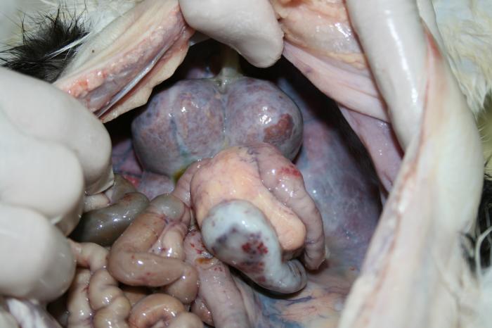 Figura 3. Lesiones granulomatosas en riñones, hígado y ganglios mesentéricos craneales compatibles con PIF.