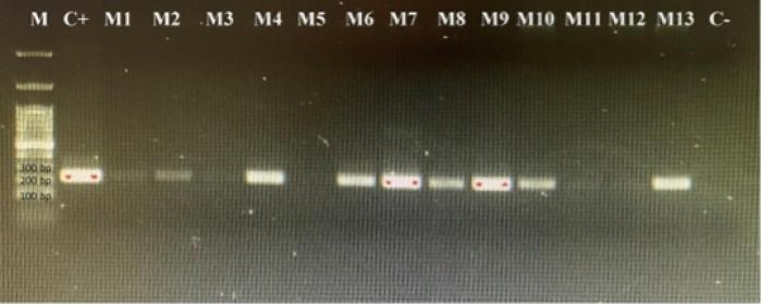 Figura 1. Visualización del fragmento amplificado por PCR de 217 pb del gen env del virus de la Leucemia Felina. M: marcador; M1 a M13: muestras positivas; M5: muestra negativa. C+: control positivo, C-: control negativo.