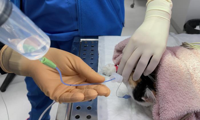 Figura 2. Procedimiento de lavado endotraqueal en un felino: obsérvese la jeringa cargada con solución salina y un volumen adicional de aire que nos asegura el vaciado de la sonda en la vía aérea.