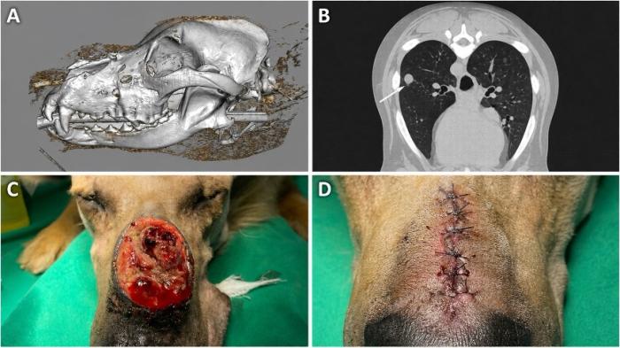 Condrosarcoma nasal en un perro. (A) Reconstrucción tridimensional de la tomografía computarizada (TC) de cráneo que evidencia una masa expansiva y osteolítica en la región nasosinusal. (B) Corte axial de TC de tórax que demuestra un nódulo pulmonar en el lóbulo craneal derecho, sugestivo de metástasis. (C) Aspecto clínico de la lesión ulcerada y exudativa en la región nasal dorsal. (D) Aspecto quirúrgico de la región nasal tras una rinotomía dorsal citorreductora.