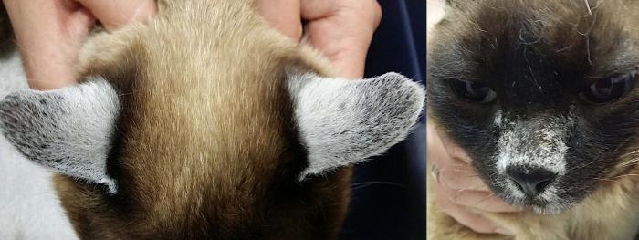 Figura 3. Gato Siamés con leucotriquia afectando puente nasal y pabellones auriculares.