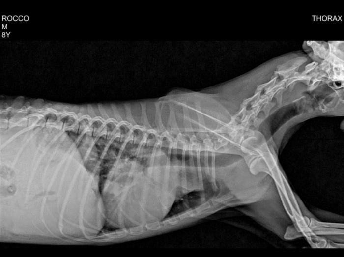 Figura 3. (A) Radiografía laterolateral derecha. Se observa masa en relación con base cardíaca. (B) Radiografía laterolateral izquierda. Se observa masa en relación con base cardíaca. (C) Radiografía dorsoventral. Se observa masa en relación con base cardíaca.