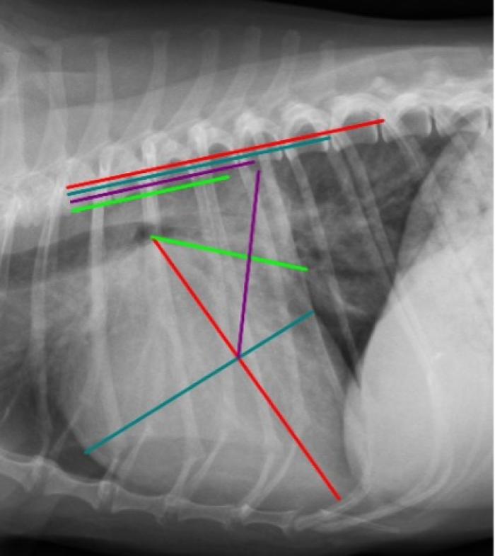 Figura 3. Proyección radiográfica lateral derecha de tórax obtenida 10 meses después de la Figura 1. Se observa el aumento de los valores de VHS, VLAS y RLAD (13.1v, 3.7v y 4.2v, respectivamente). También se observa patrón pulmonar intersticial no estructurado localizado en la región perihiliar y patrón vascular, ambos confirmando el diagnóstico de ICC.