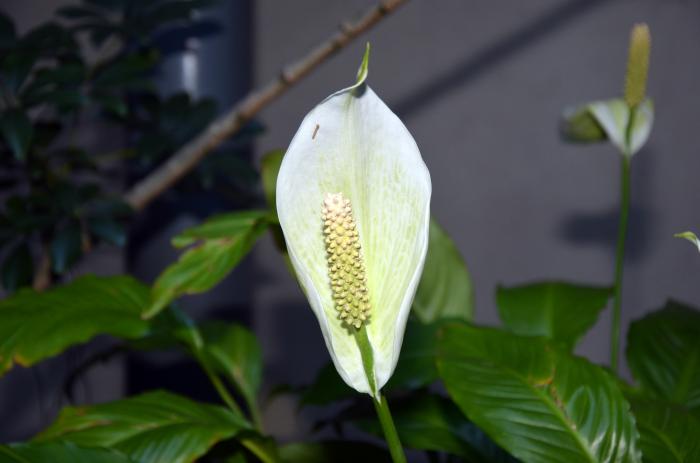 Figura 6. Spathiphyllum sp., “cuna de Moisés”.