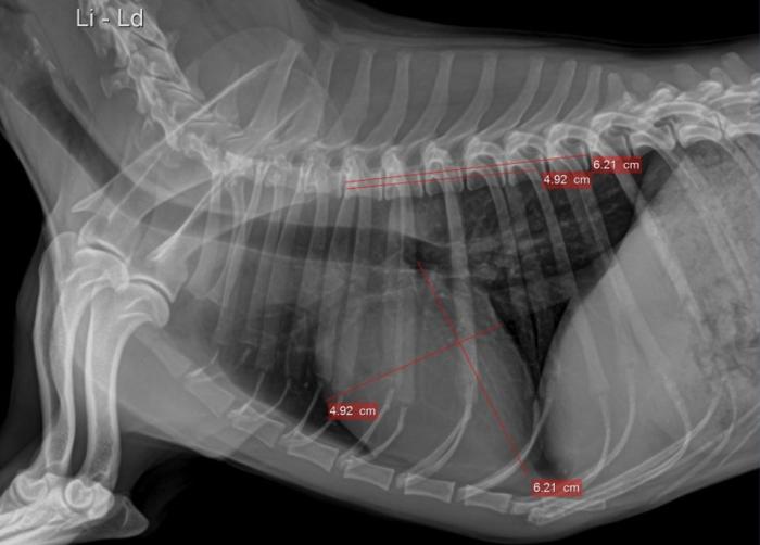 Figura 1. Radiografía de tórax lateral izquierda, índice cardiovertebral (VHS).