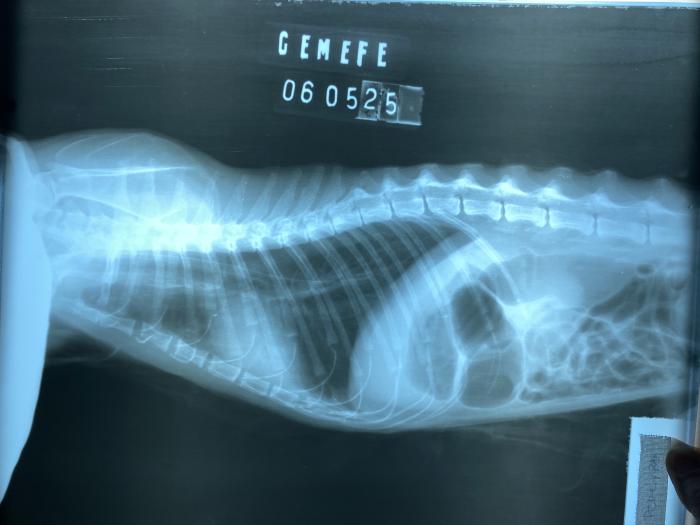 Figura 3. Proyección laterolateral de tórax con sonda nasoesofágica de alimentación hasta el décimo espacio intercostal.