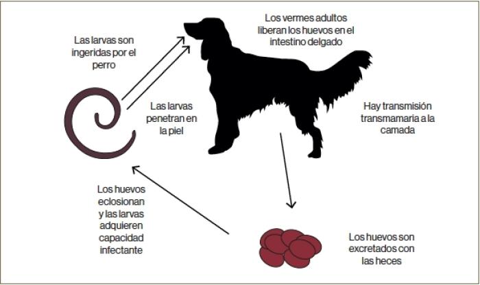 Figura 4. Ciclo biológico de A. caninum. El periodo prepatente varía según la vía de ingreso: 21 días (vía oral) o 30 días (vía percutánea) (basado en los ciclos biológicos de la Guía de control de vermes en perros y gatos - ESCCAP 2021) (Manual práctico de enfermedades infecciosas y Parasitarias en el perro. Pablo Borrás. Multimédica Ediciones Veterinarias).