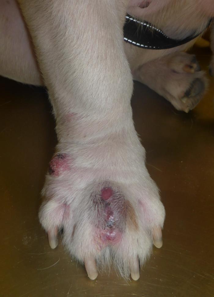 Figura 3. Pioderma profunda. Pododermatitis con múltiples nódulos inflamatorios.