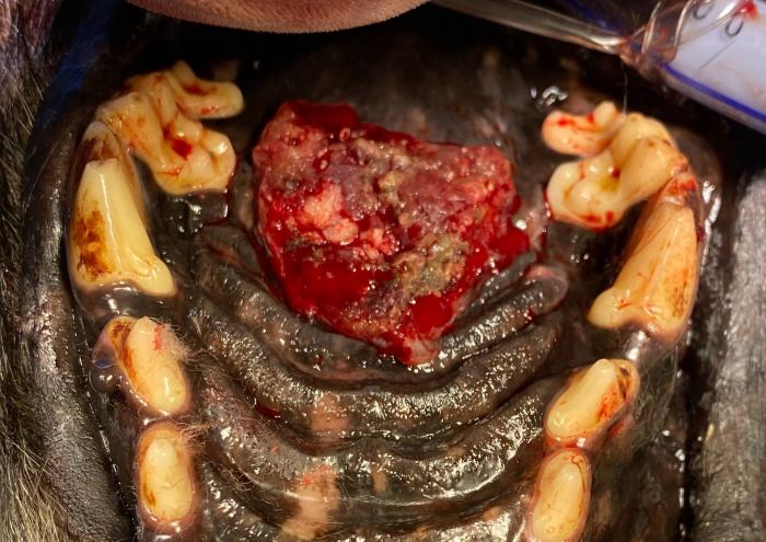Figura 1. Vista intraoral de la neoplasia previo al tratamiento con electroquimioterapia.