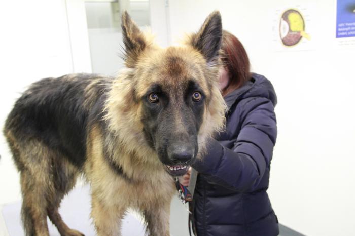 Figura 1. Perro Pastor alemán de 3 años con signos gastrointestinales crónicos, PUPD reciente fiebre y dolor toracolumbar.