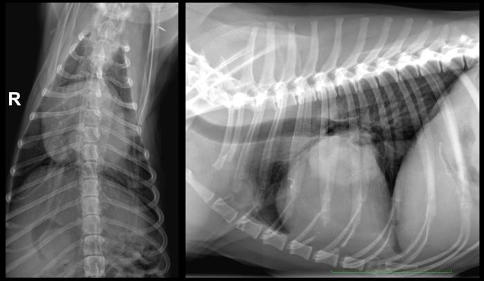 Figura 10. Radiografía torácica realizada en el día 112 tras resección de masa atrial: incremento de densidad sobre proyección silueta cardíaca, ventral a la carina, con densidad tejido blando. Leve efecto masa sobre bifurcación bronquial.