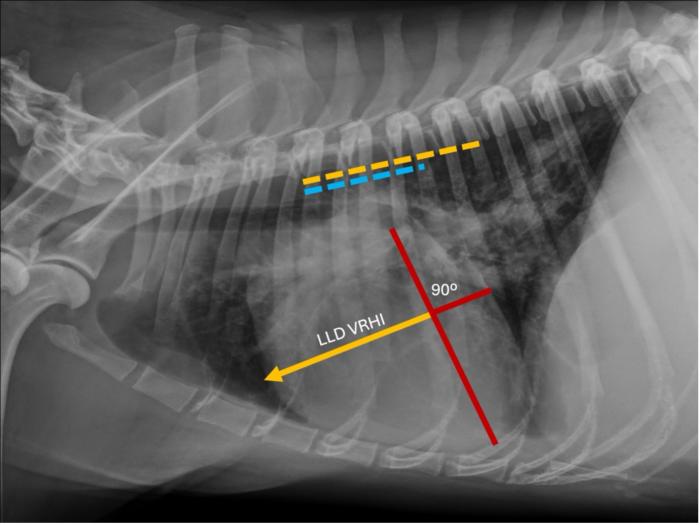 Representaci&oacute;n de la determinaci&oacute;n del &iacute;ndice card&iacute;aco vertebral derecho (VRHi) en proyecci&oacute;n latero-lateral derecha (LLD) en un perro parasitado por Dirofilaria immitis y que sufr&iacute;a de hipertensi&oacute;n pulmonar. Valor de 3,9 cuerpos vertebrales al trasladar la determinaci&oacute;n sobre las v&eacute;rtebras tor&aacute;cicas comenzando en el borde craneal de la cuarta v&eacute;rtebra tor&aacute;cica (l&iacute;nea de color naranja).