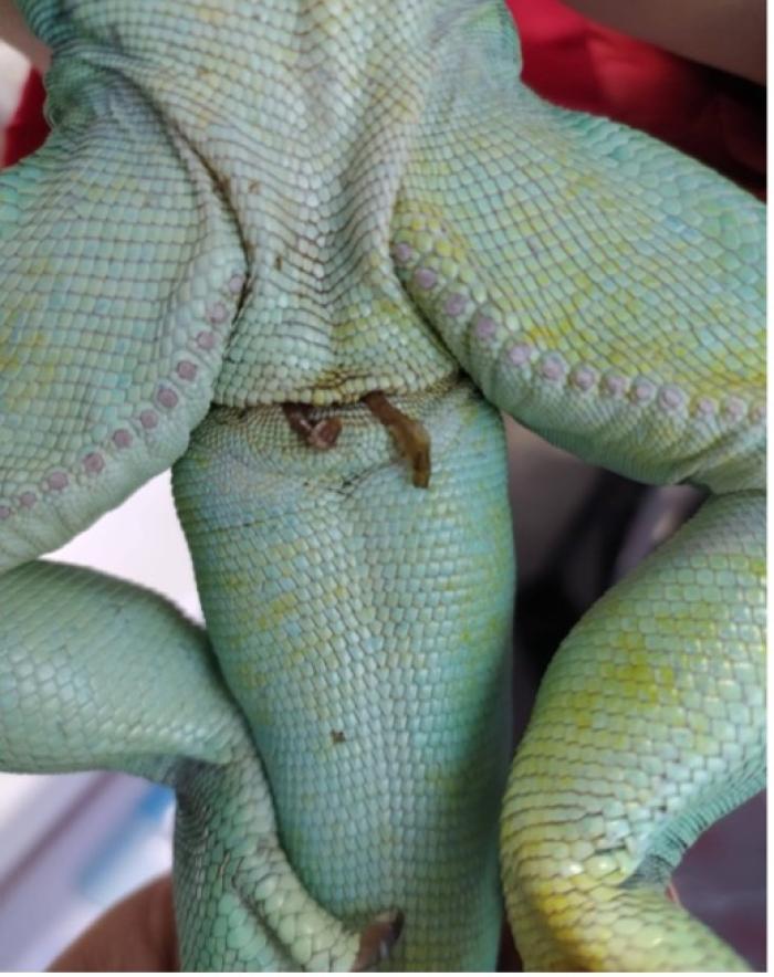 Figura 7. Ejemplar macho de Iguana verde con tapones en ambos hemipenes.