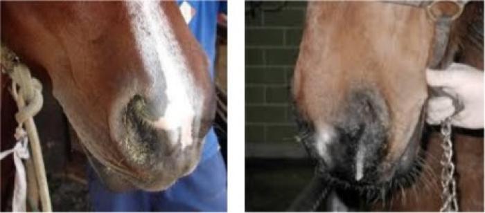 En la imagen se observan distintos tipos de exudados nasales mucosos y mucopurulentos que pueden indicar procesos inflamatorios o infecciosos en las vías respiratorias altas o bajas. La evaluación del tipo, color y consistencia de las secreciones es un parámetro clínico importante en el diagnóstico diferencial de patologías respiratorias. Fuente: Adaptado de MSD Veterinary Manual. Respiratory Diseases in Horses (2024).