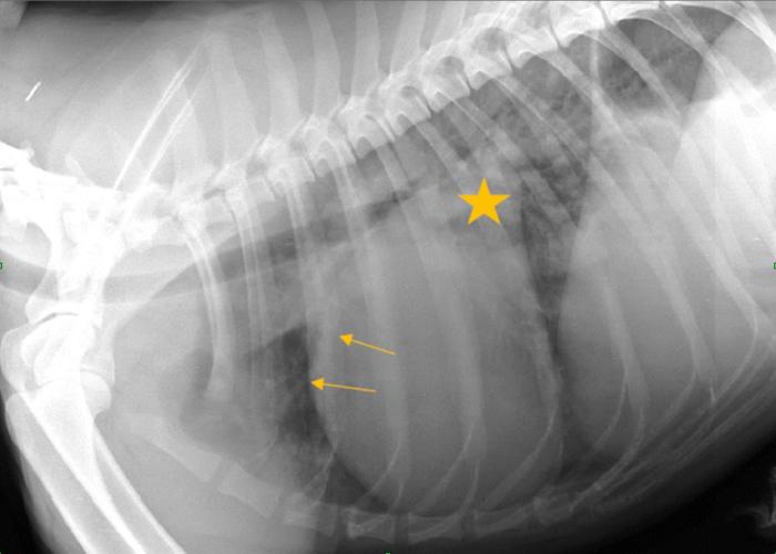 Figura 1. (A) Radiografía laterolateral izquierda. Se observa un atrio izquierdo muy dilatado (estrella), con un aumento de la densidad con patrón intersticial en la región perihiliar pulmonar y marcada dilatación de las venas pulmonares lobares (flechas). (B) Radiografía dorsoventral. Se observa marcada cardiomegalia izquierda y dilatación de las venas lobares. El patrón intersticial en los campos pulmonares es más obvio que en la vista laterolateral, aunque los valores de exposición no son los idóneos (radiografía subexpuesta).