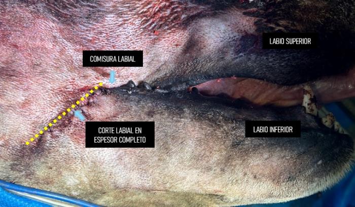 Figura 5. Se realiza un corte en el espesor completo del tejido labial desde la comisura en dirección a la apófisis angular de la mandíbula.