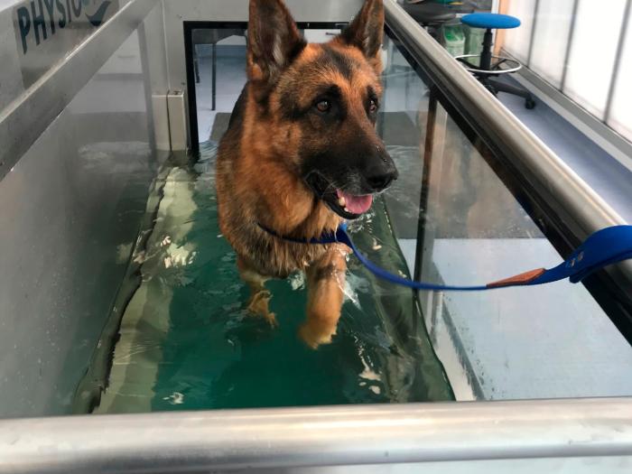 Figura 3. Técnica de hidroterapia en paciente canino.