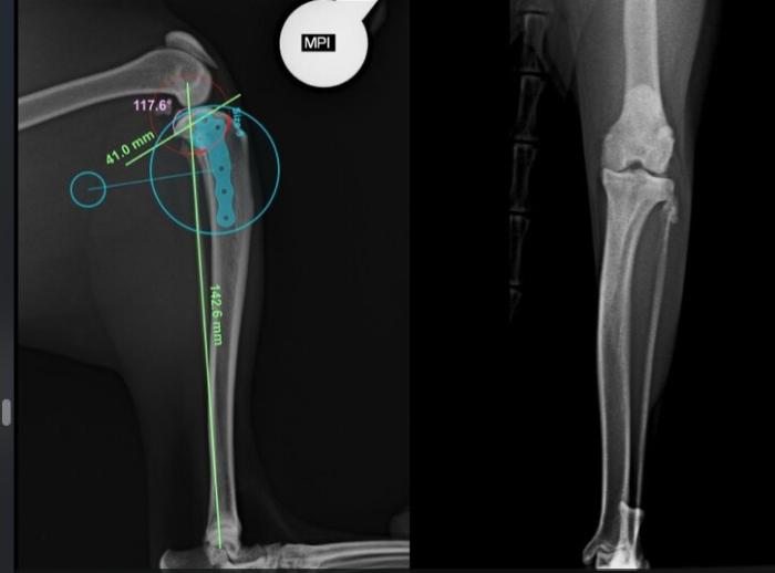 Figura 2. (A) Radiografías preoperatorias. (B) Radiografías posoperatorias. (C) Imagen intraoperatoria donde puede verse la transposición del extensor digital largo como tratamiento de la rotura del ligamento cruzado caudal. (D, E) Vídeos posoperatorios.