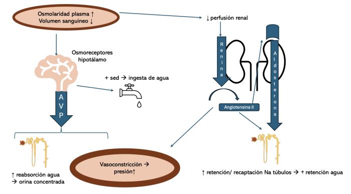 Figura 1. Sistemas de homeostasis hídrica corporal.