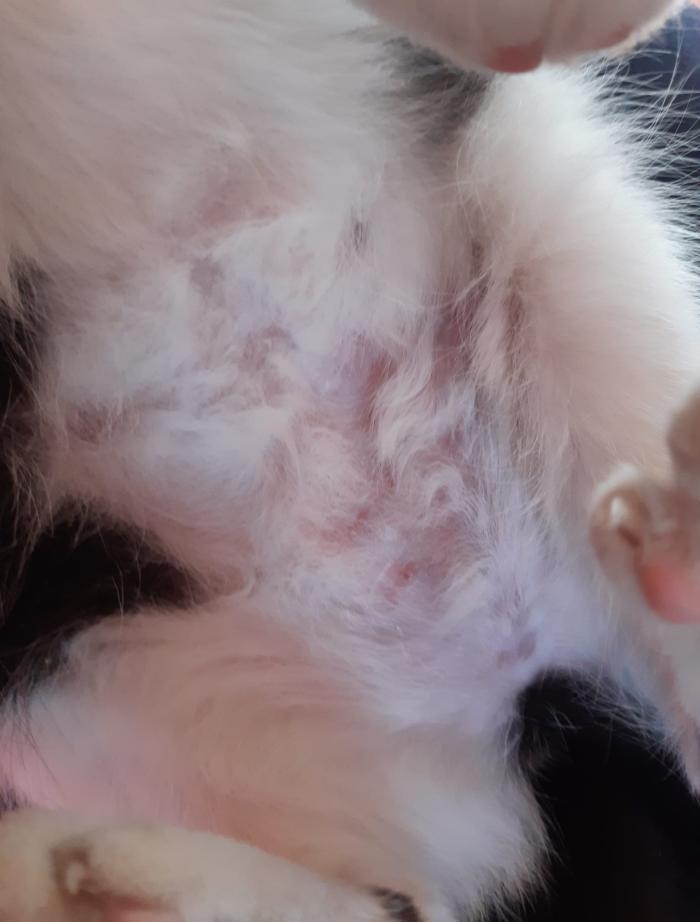 Figura 16. Mismo gato de la Figura 13 después del tratamiento con corticosteroides y ciclosporina.