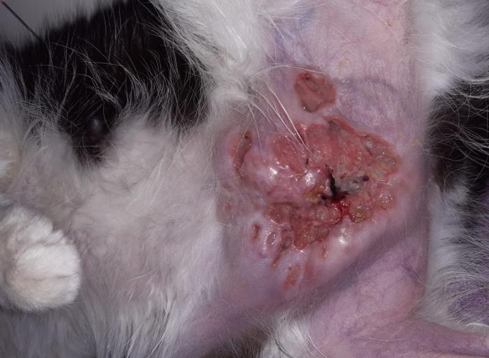 Figura 14. Paniculitis en zona de intervención para esterilización en una gata.