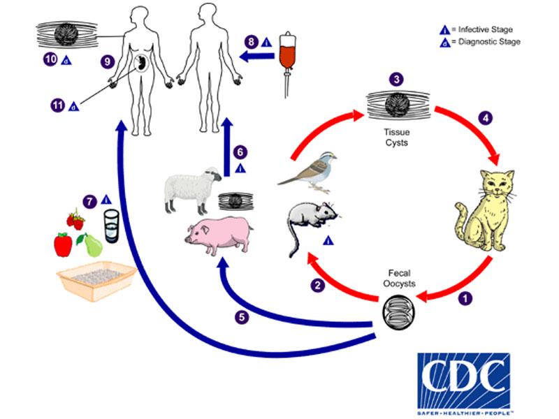 Esquema 3: Imagen del ciclo de Toxoplasmosis. Tomada de https://www.cdc.gov/parasites/toxoplasmosis/biology.html