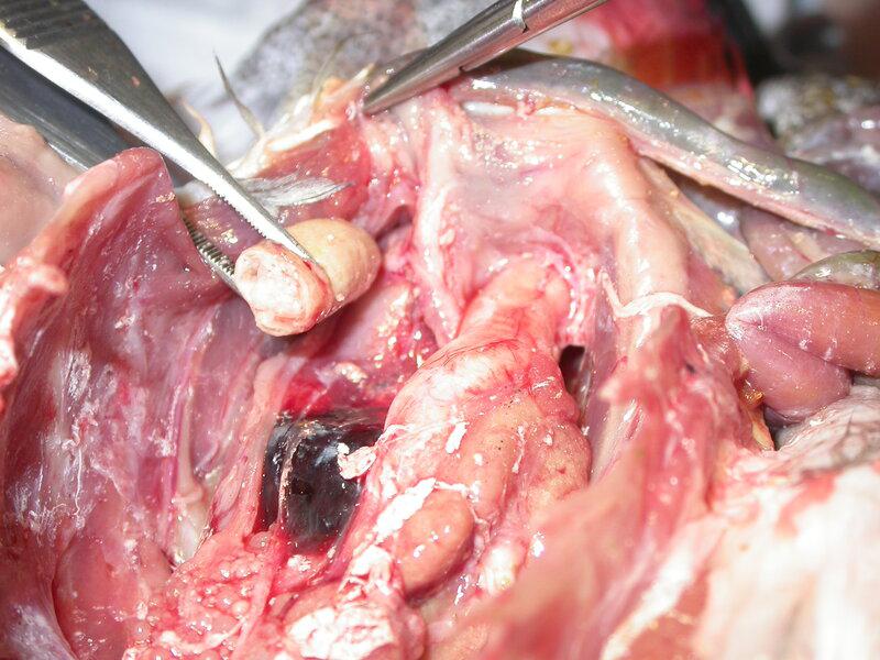 F.5. Obstrucción ureteral bilateral en un logo gris africano con marcada hiperuricemia