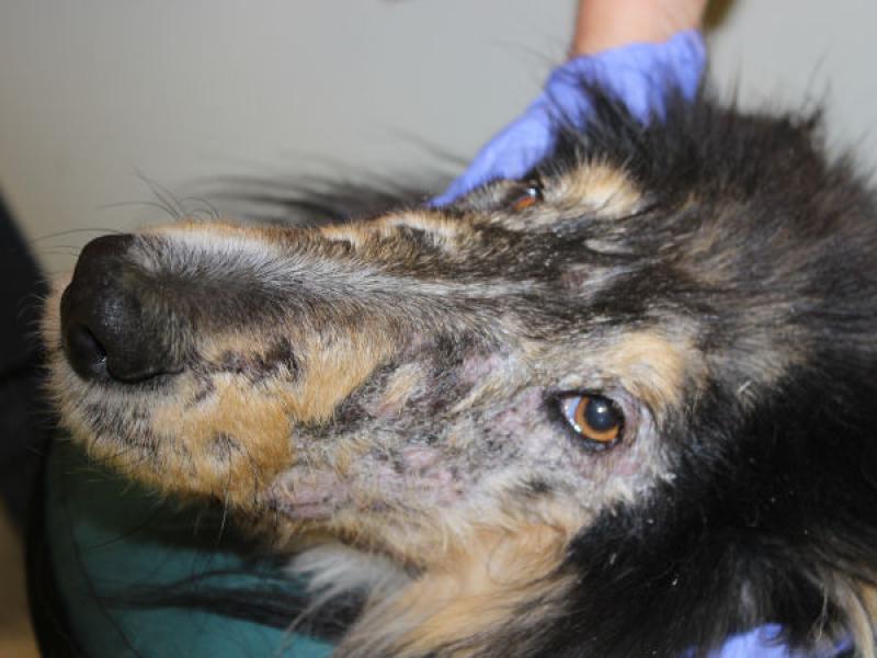 Figura 1. Alopecia periocular y facial e hiperpigmentación en un perro de raza Collie con dermatomiositis. Imagen cortesía de la Dra. Andrea Lam.