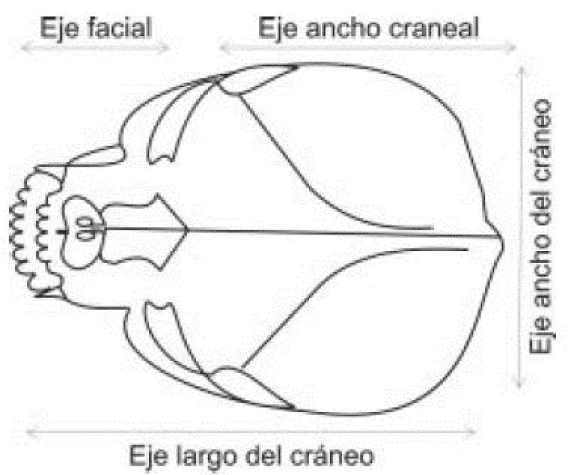 Figura 1. Características generales en animales braquicefálicos