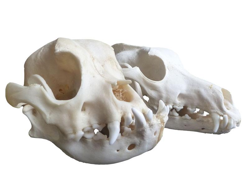 FIGURA 1. Comparativa de un cráneo braquicéfalo respecto a un mesocéfalo en la especie canina.