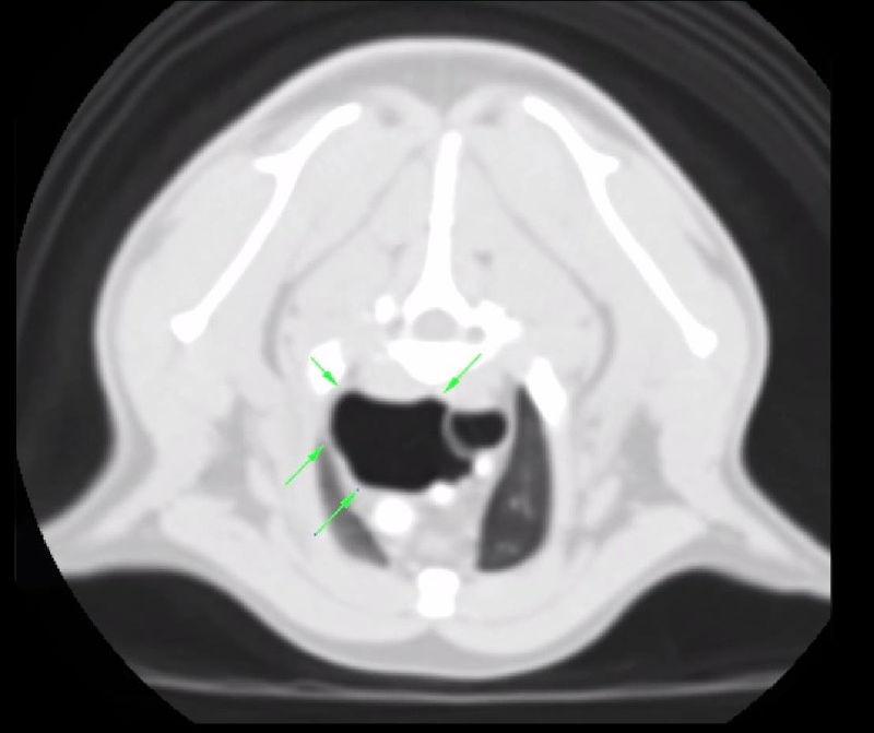 Figura 1. Detalle de TC del tórax craneal. La flechas verdes señalan a la pseudo vía aérea formada, con la ayuda de la adventicia traqueal y el mediastino, tras el trauma.