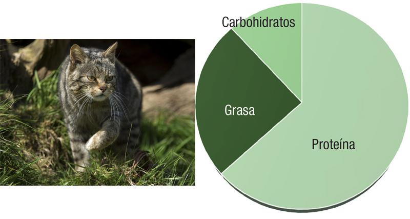 Figura 1. Distribución calórica media de las presas típicas de gatos ferales en el norte de California.